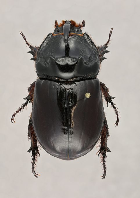 Example of pin placement on a direct pinned European Rhinoceros beetle (Oryctes nasicornis)